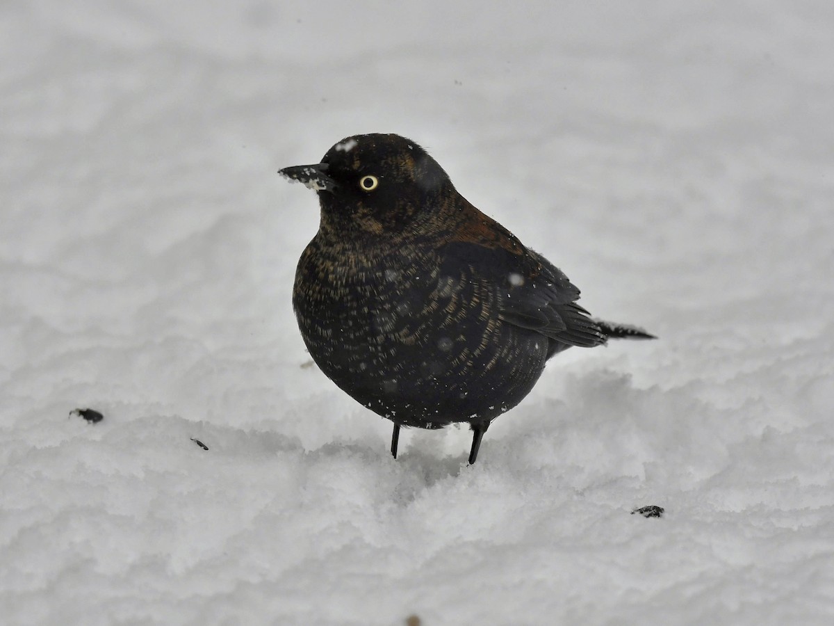 Rusty Blackbird - Bill Massaro