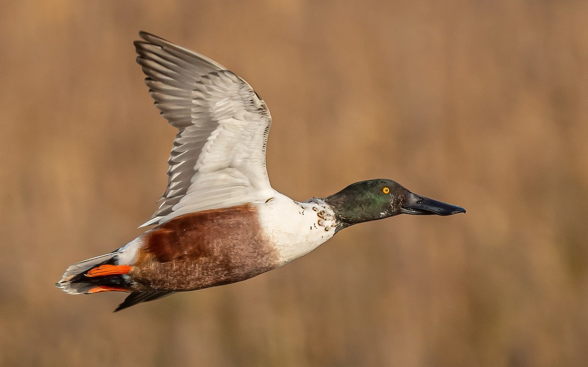 Northern Shoveler - ML504906761