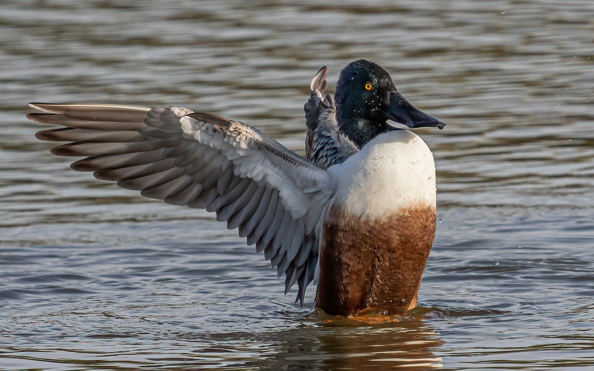 Northern Shoveler - ML504907031