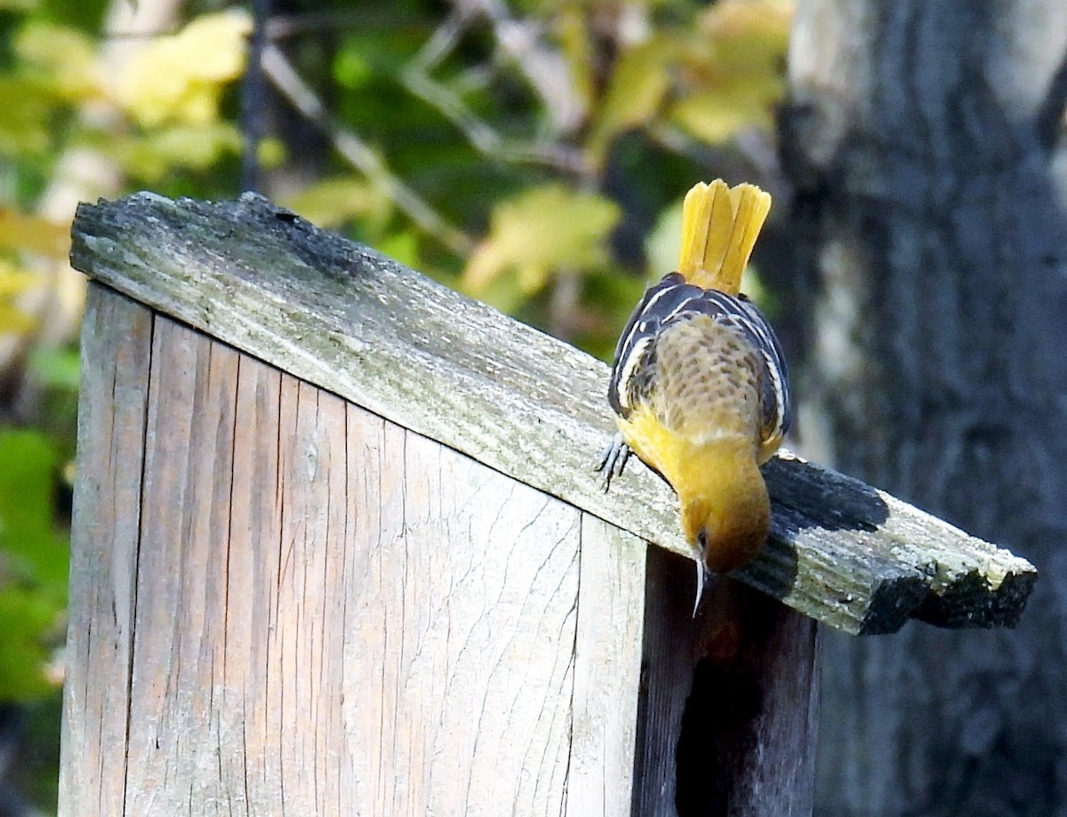 Baltimore Oriole - ML504907571