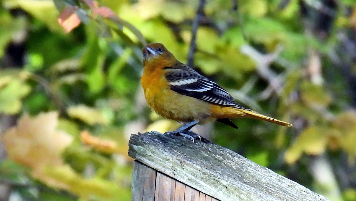 Baltimore Oriole - ML504907581