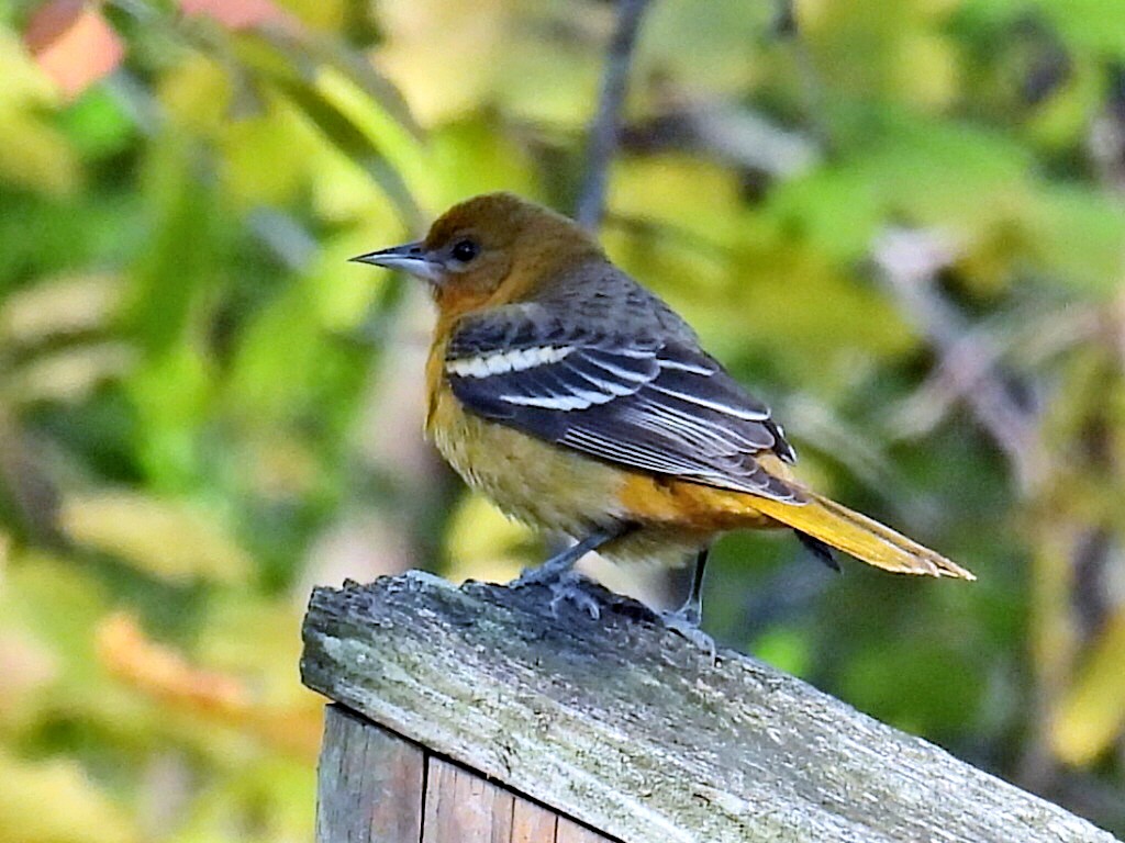 Baltimore Oriole - ML504907591