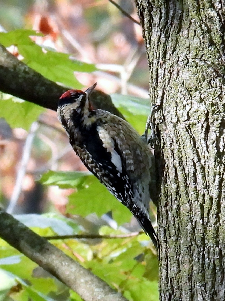 Yellow-bellied Sapsucker - ML504907791