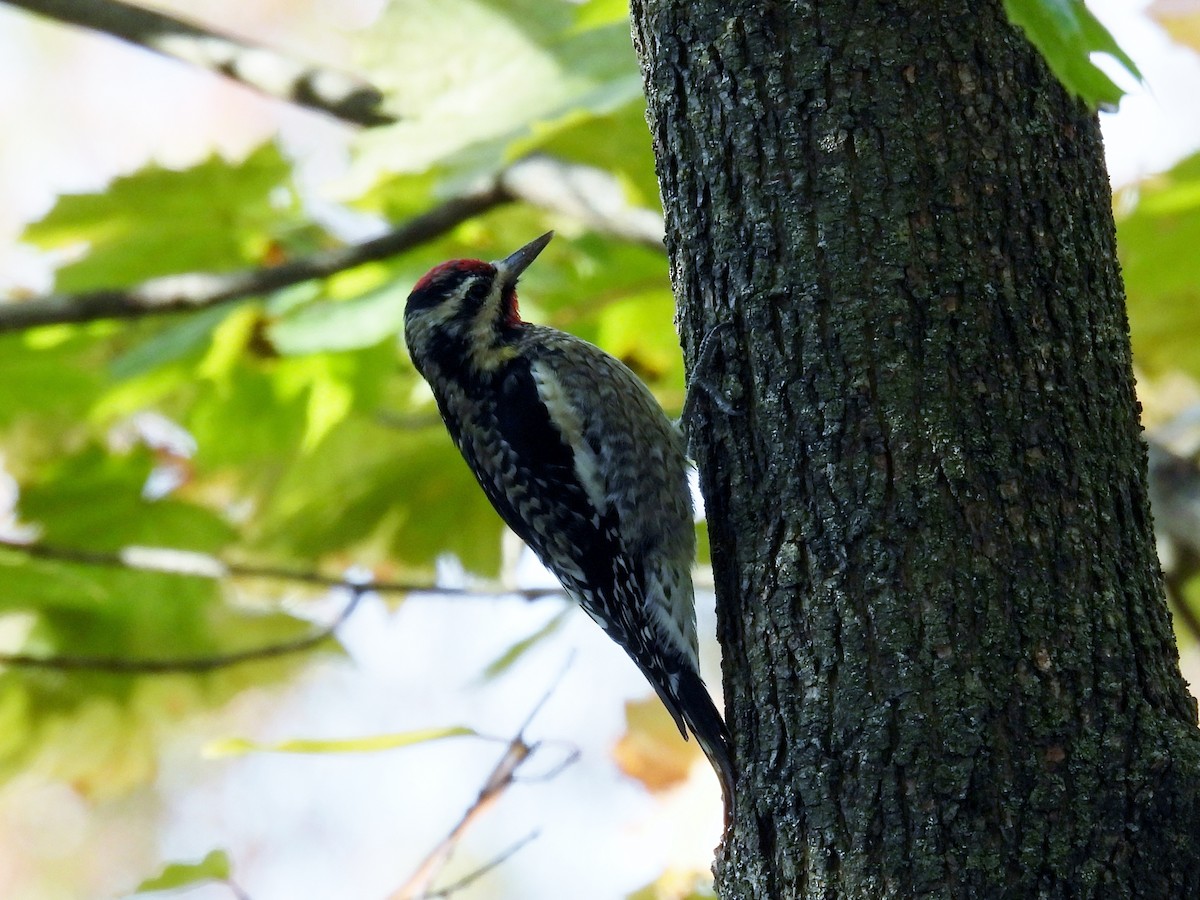 Yellow-bellied Sapsucker - ML504907811