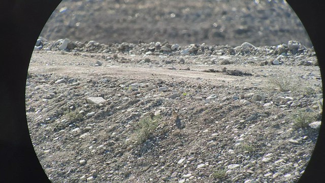 Crested Lark - ML504908041