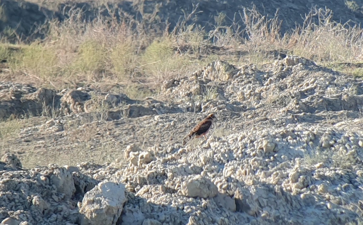 Pallid Harrier - ML504908271