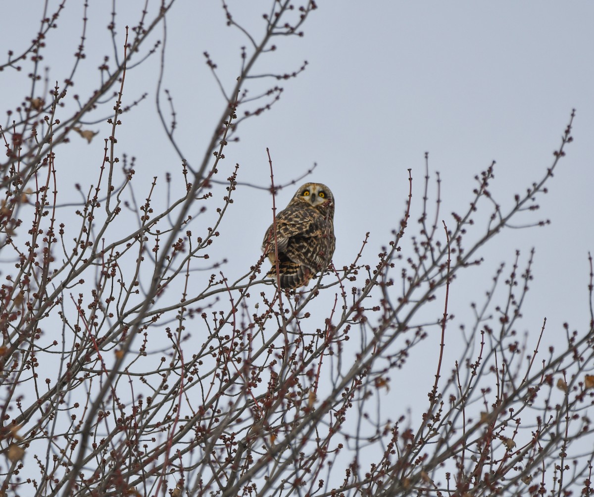 Hibou des marais - ML504908291