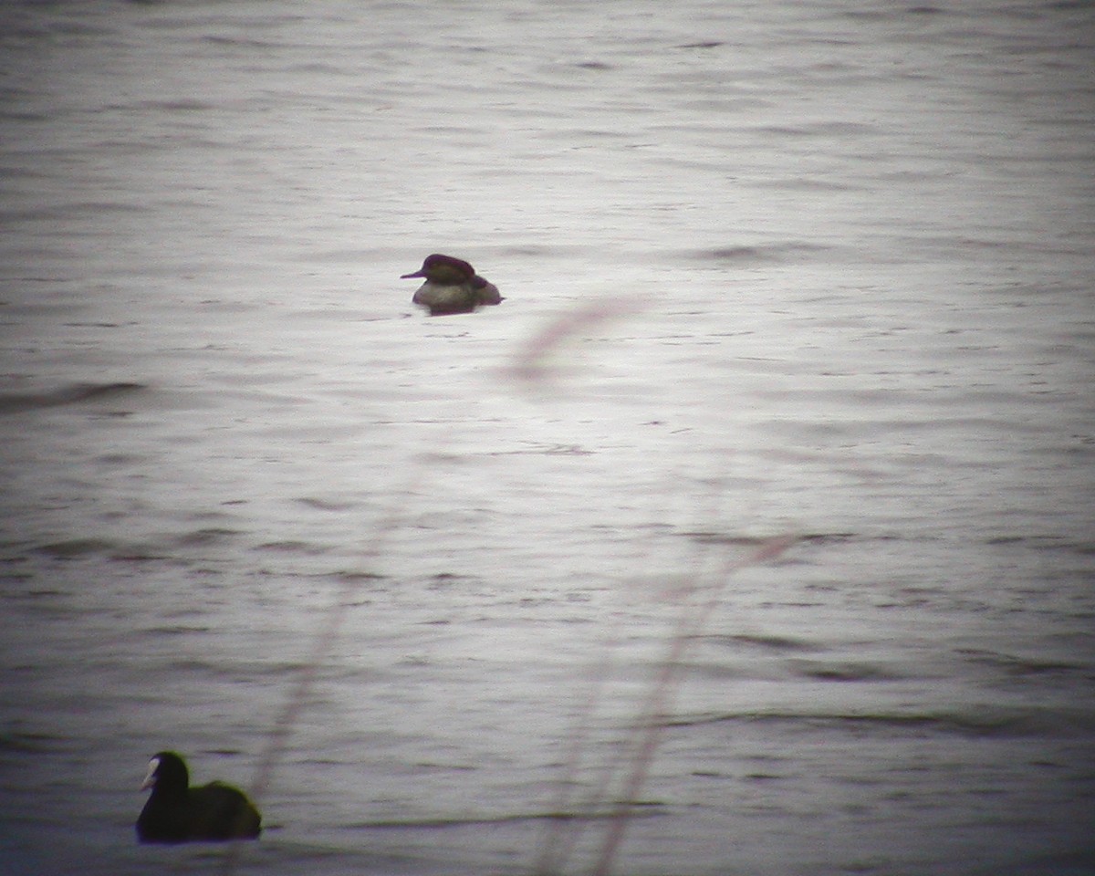 Hooded Merganser - ML504911361