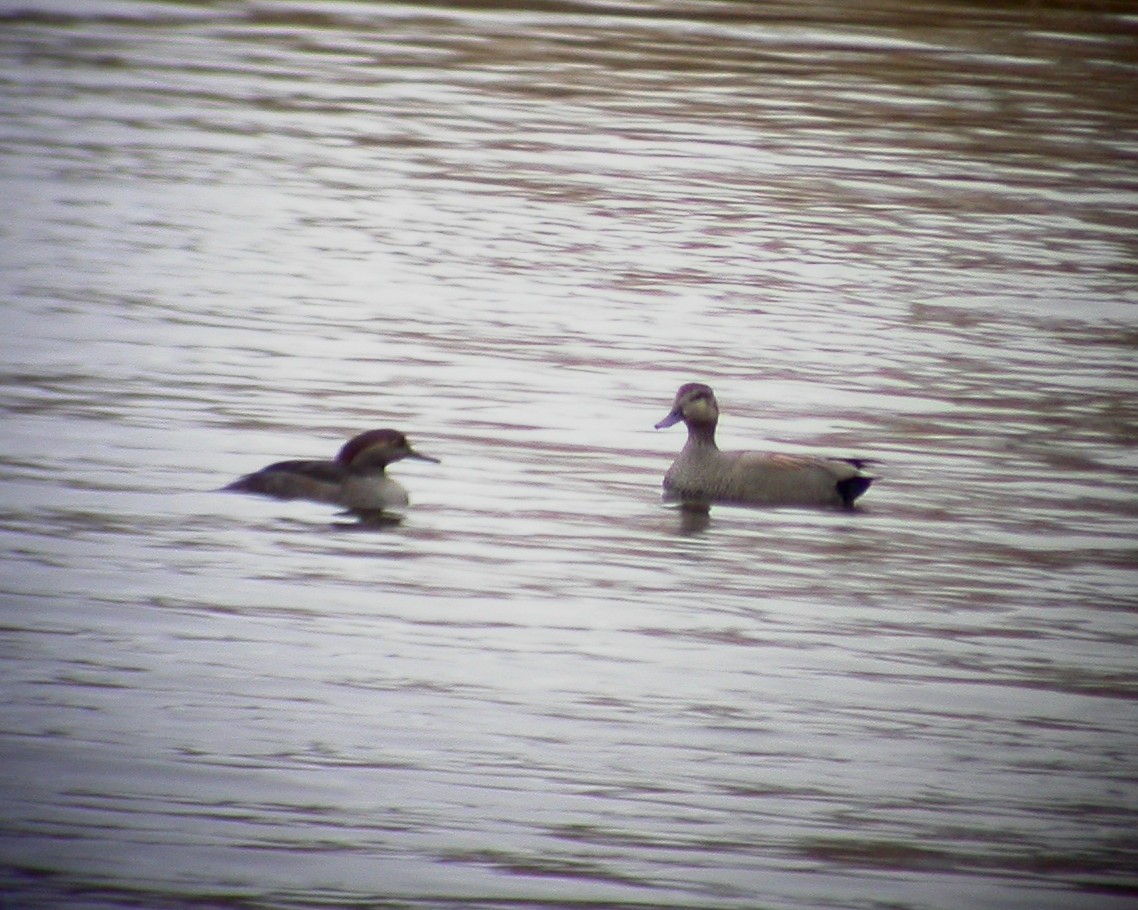 Hooded Merganser - ML504911371