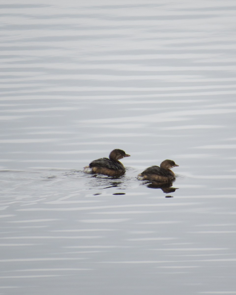 Pied-billed Grebe - ML504911971