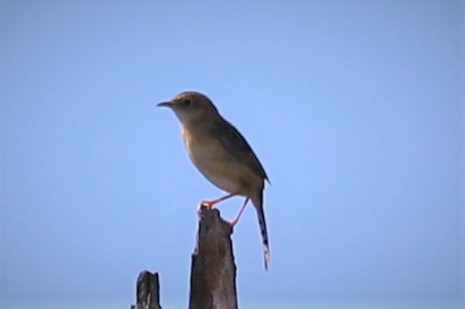 Golden-headed Cisticola - ML504914551