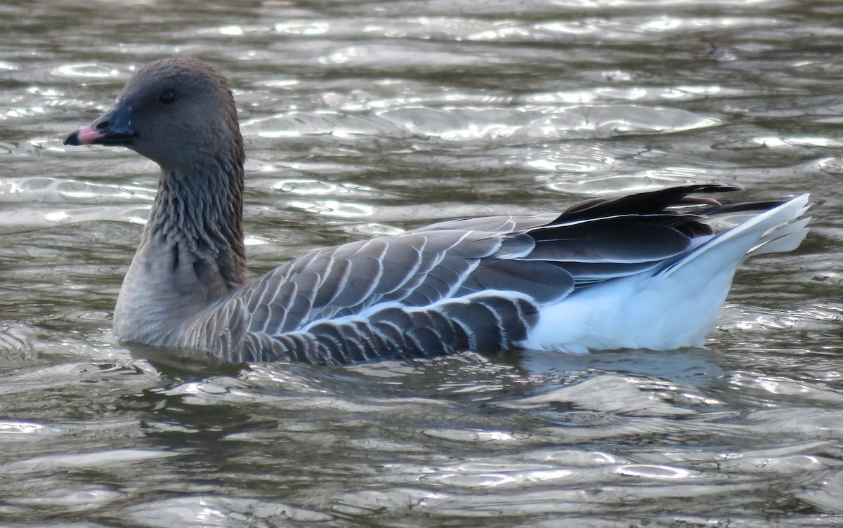 Pink-footed Goose - ML504914621
