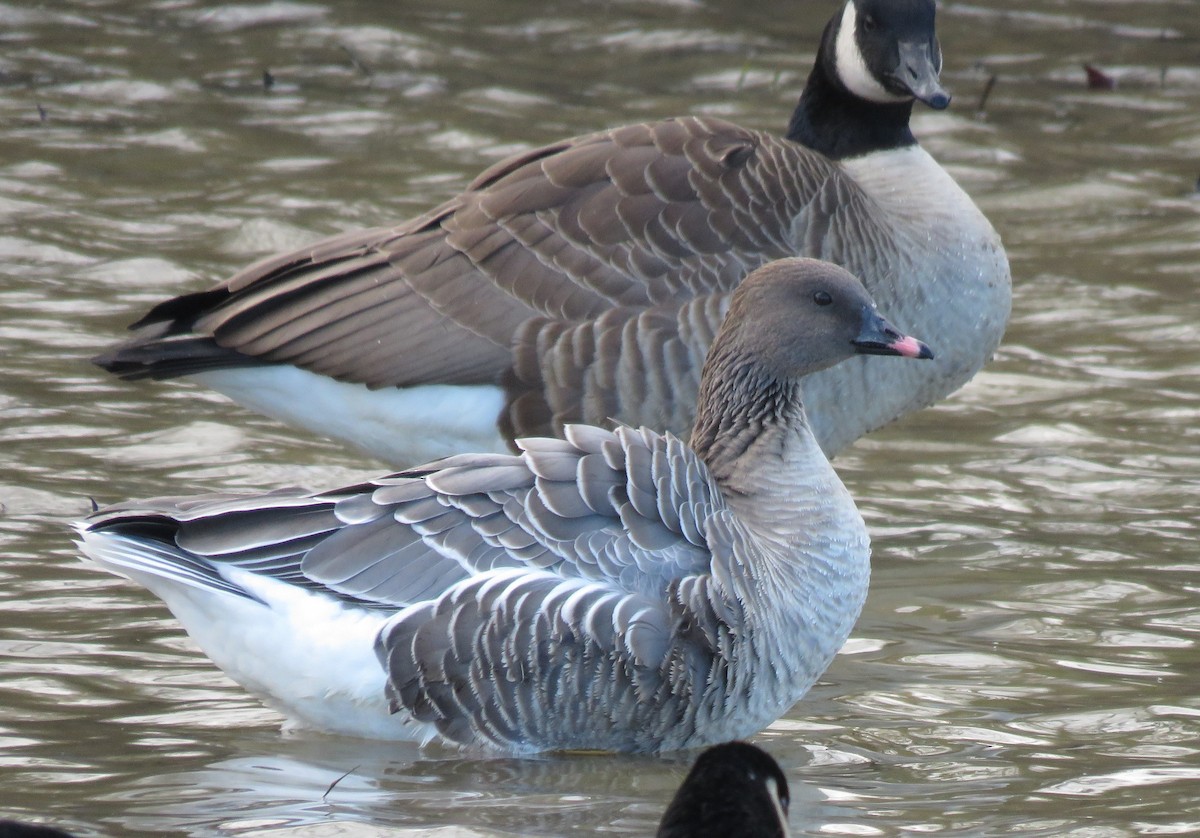 Pink-footed Goose - ML504914631