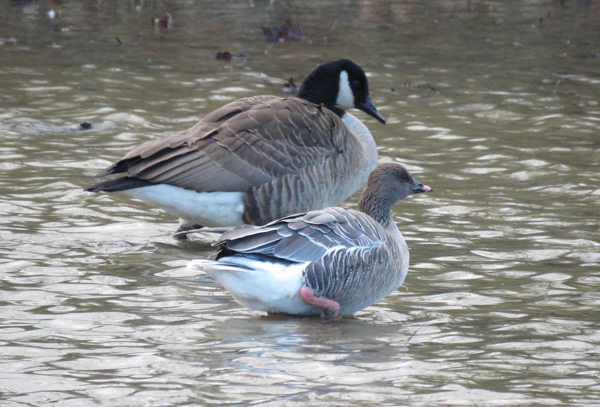 Pink-footed Goose - ML504914651