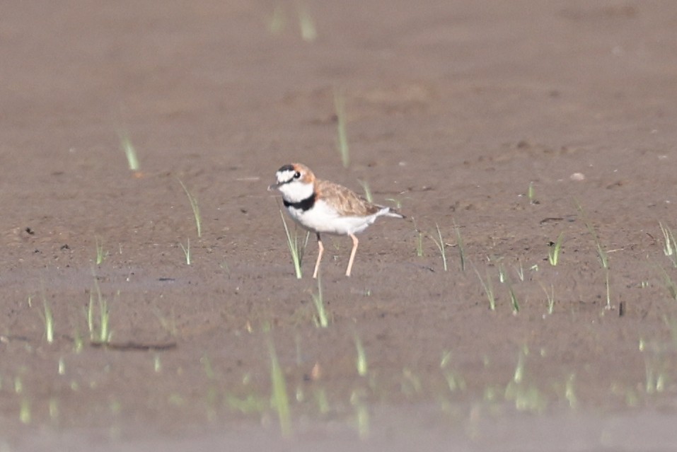 Collared Plover - ML504914681