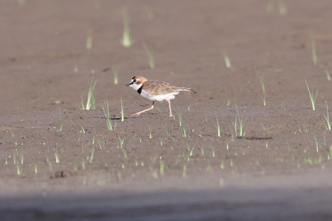 Collared Plover - ML504914691