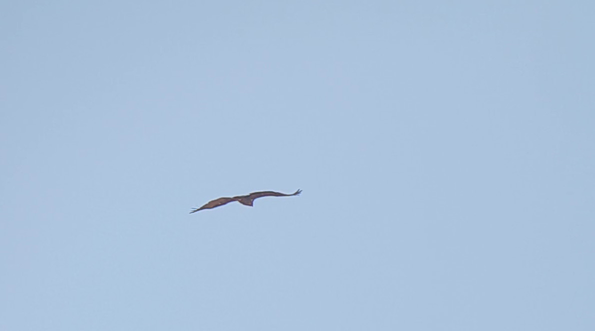 Cinereous Vulture - ML504914881