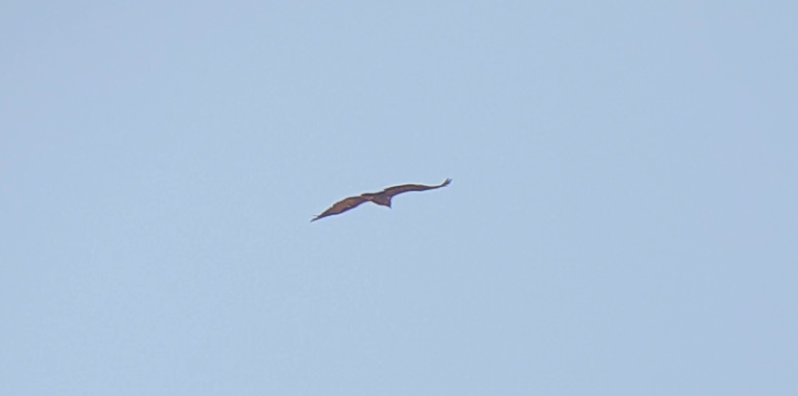 Cinereous Vulture - ML504914891