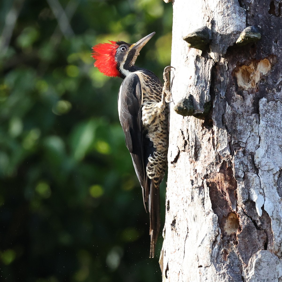 Lineated Woodpecker - ML504915491