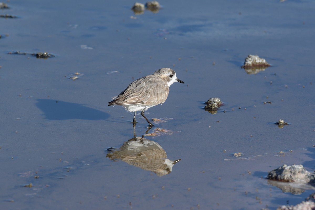 Puna Plover - Laurence Green