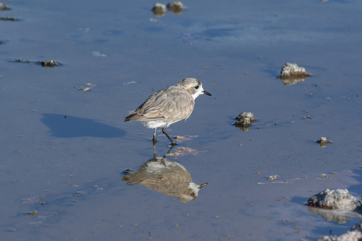 Puna Plover - ML504918041