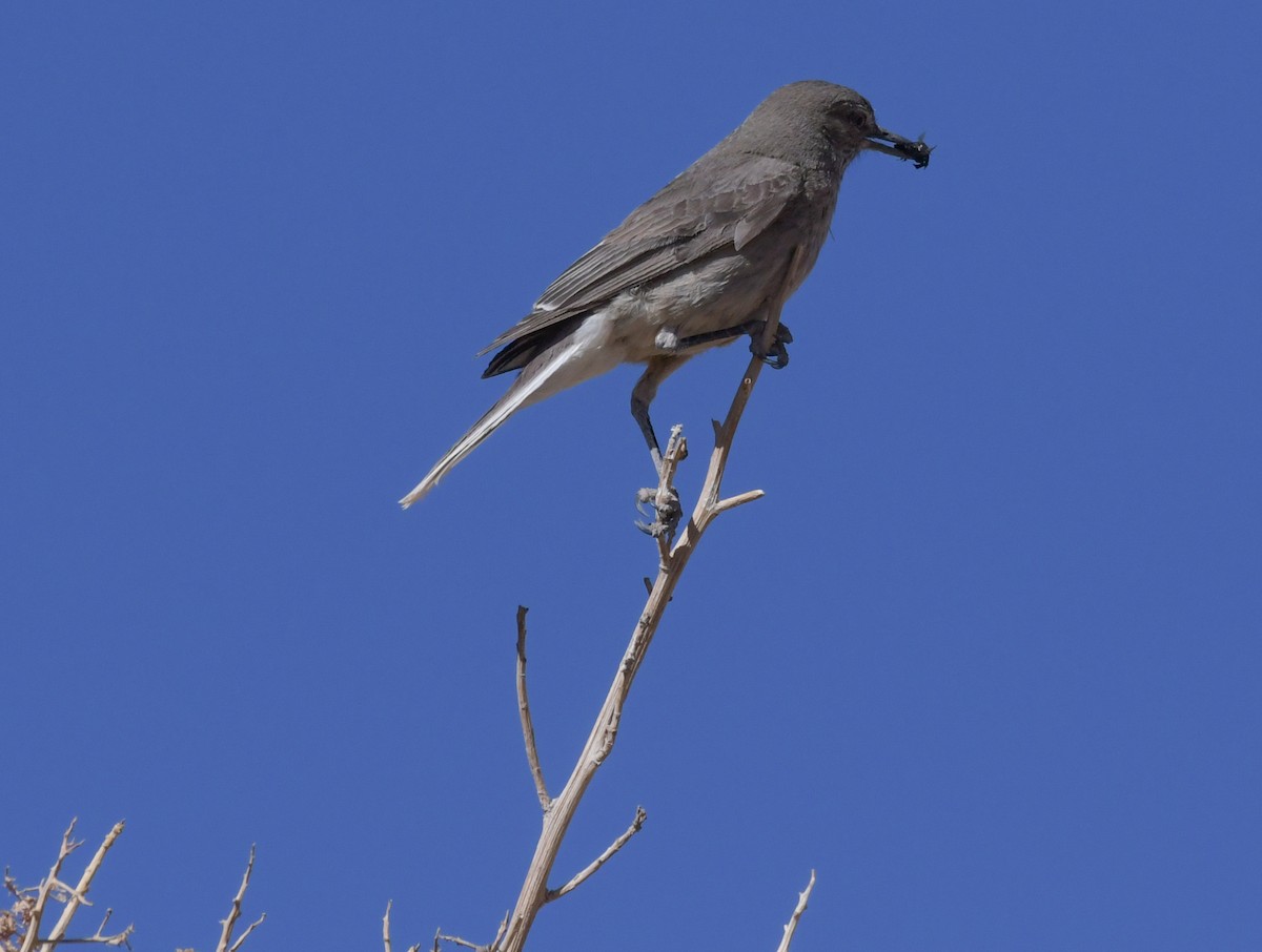 Black-billed Shrike-Tyrant - Laurence Green