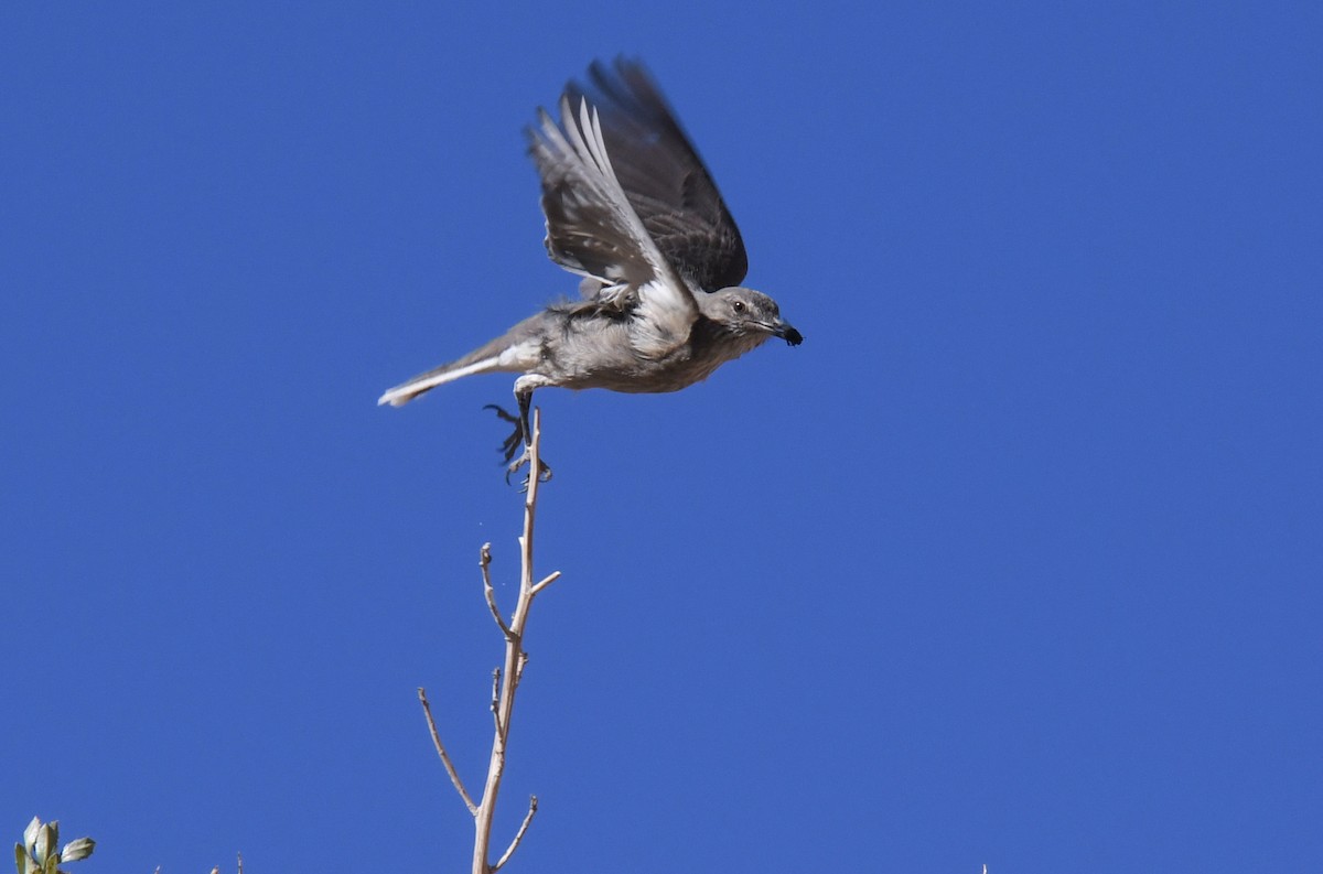 Black-billed Shrike-Tyrant - ML504918801