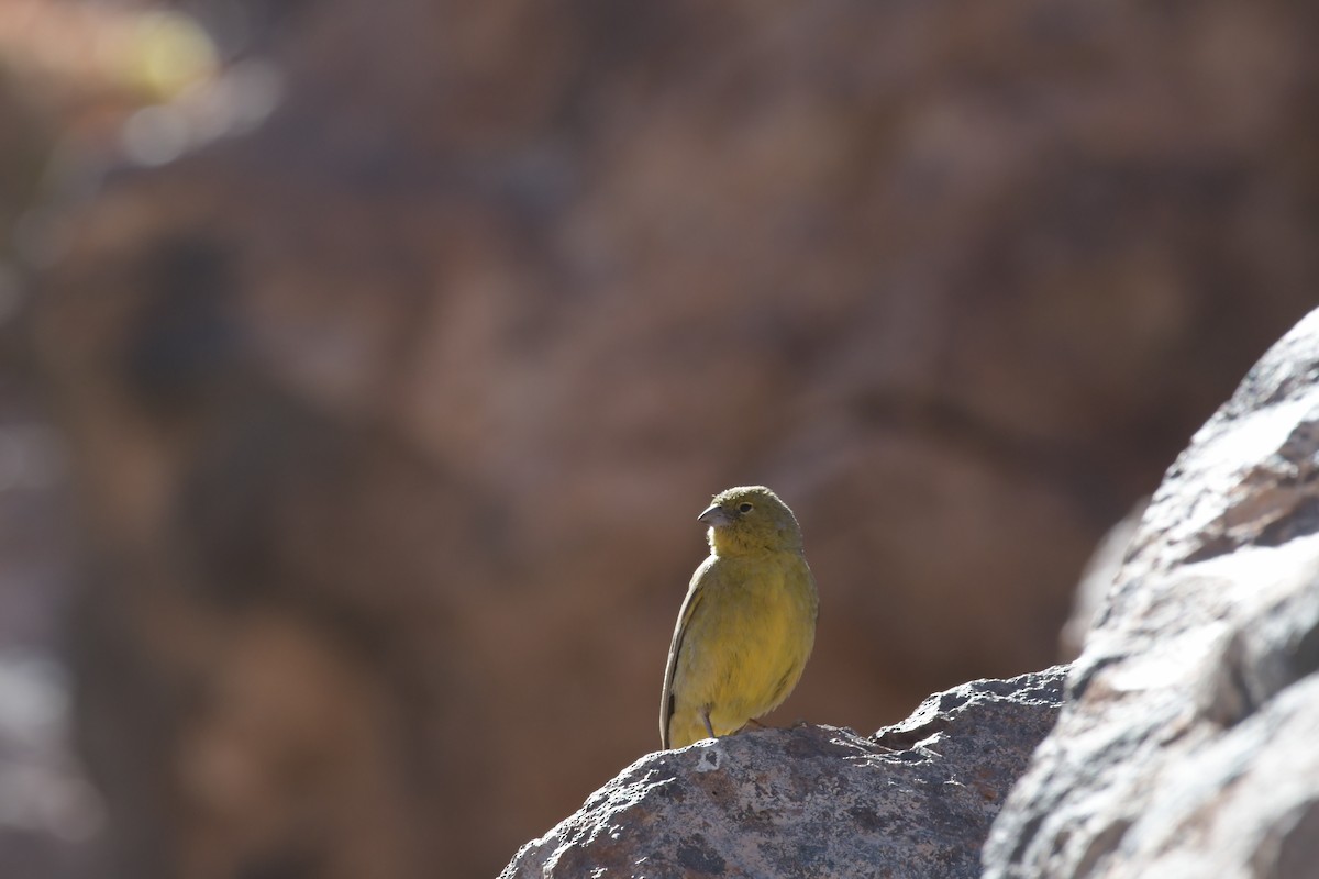 Greenish Yellow-Finch - ML504918881