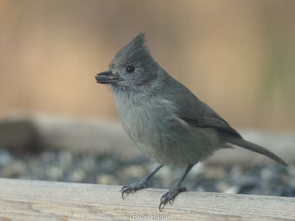 Juniper Titmouse - ML504919711