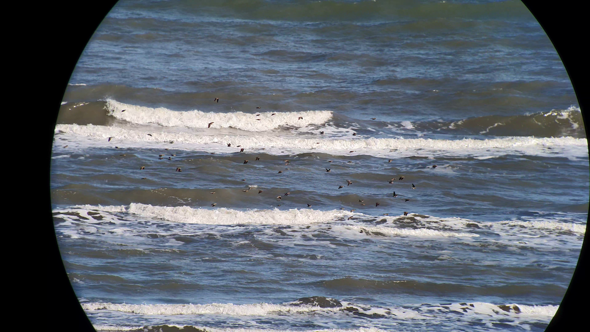 Calandra Lark - ML504921491