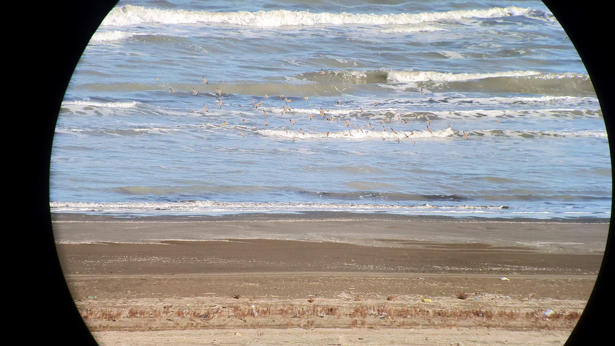 Calandra Lark - ML504921511