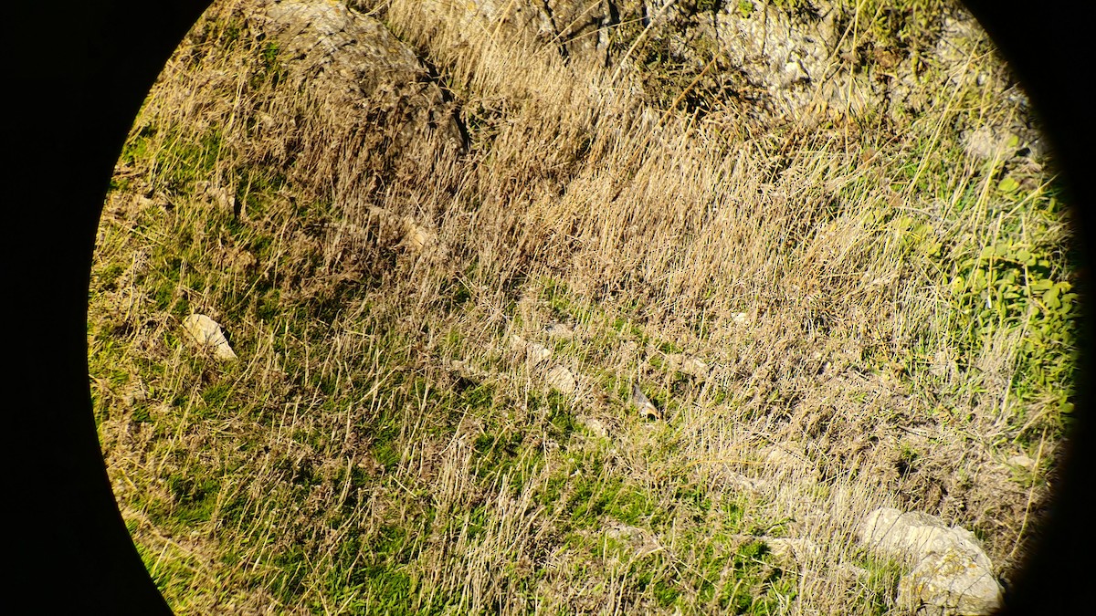 Black Redstart - ML504923871