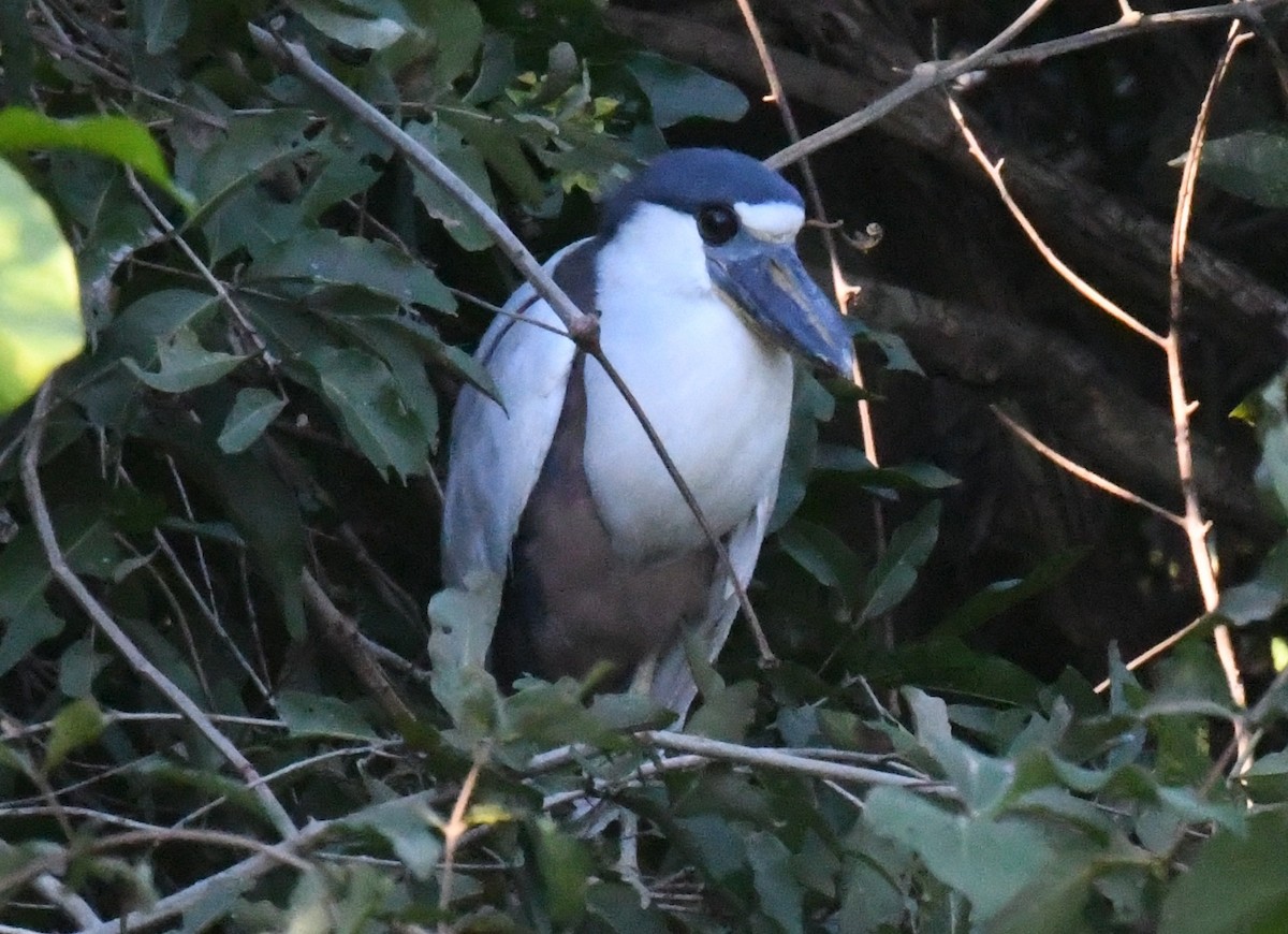 Boat-billed Heron - ML504925581