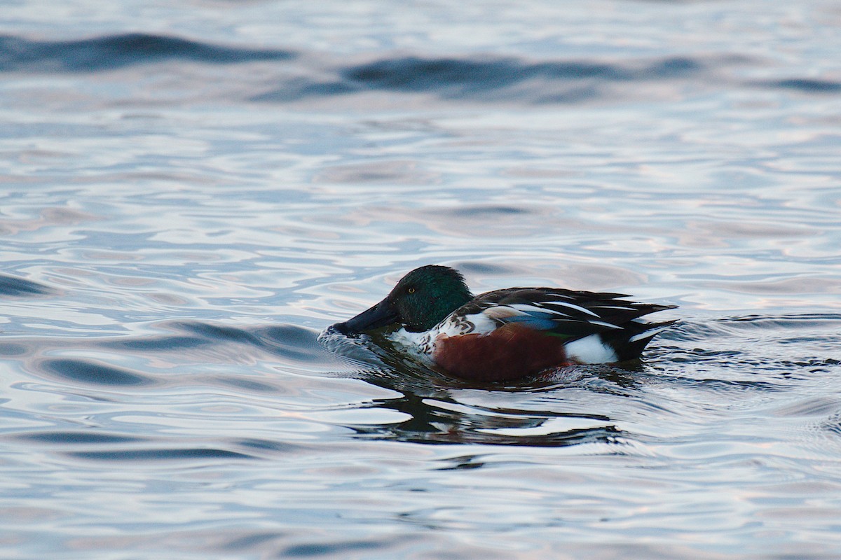 Northern Shoveler - ML504925901