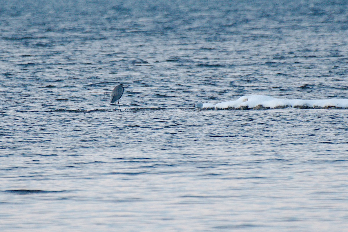 Great Blue Heron - ML504926061