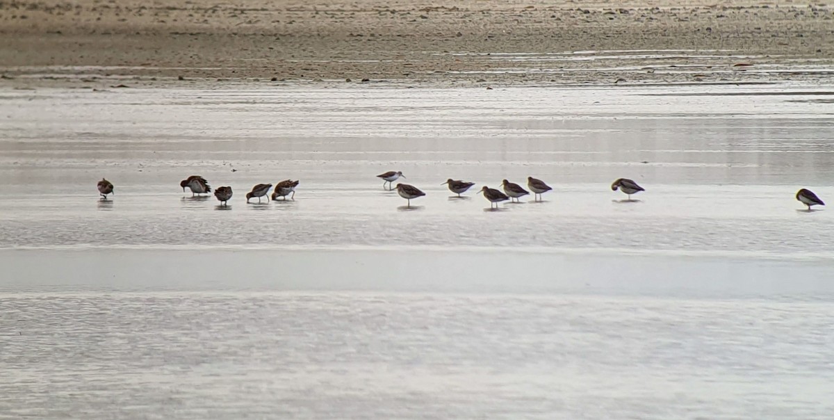 Marsh Sandpiper - ML504926251