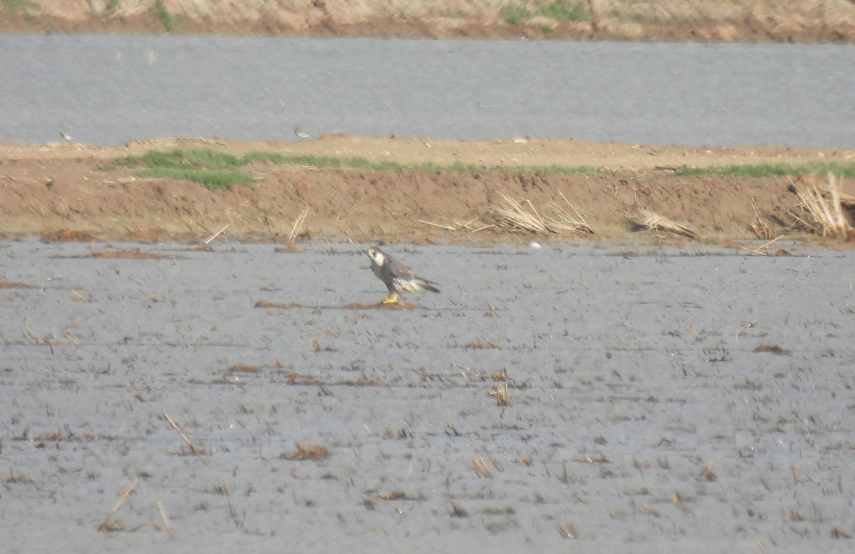 Peregrine Falcon (Eurasian) - ML504926961