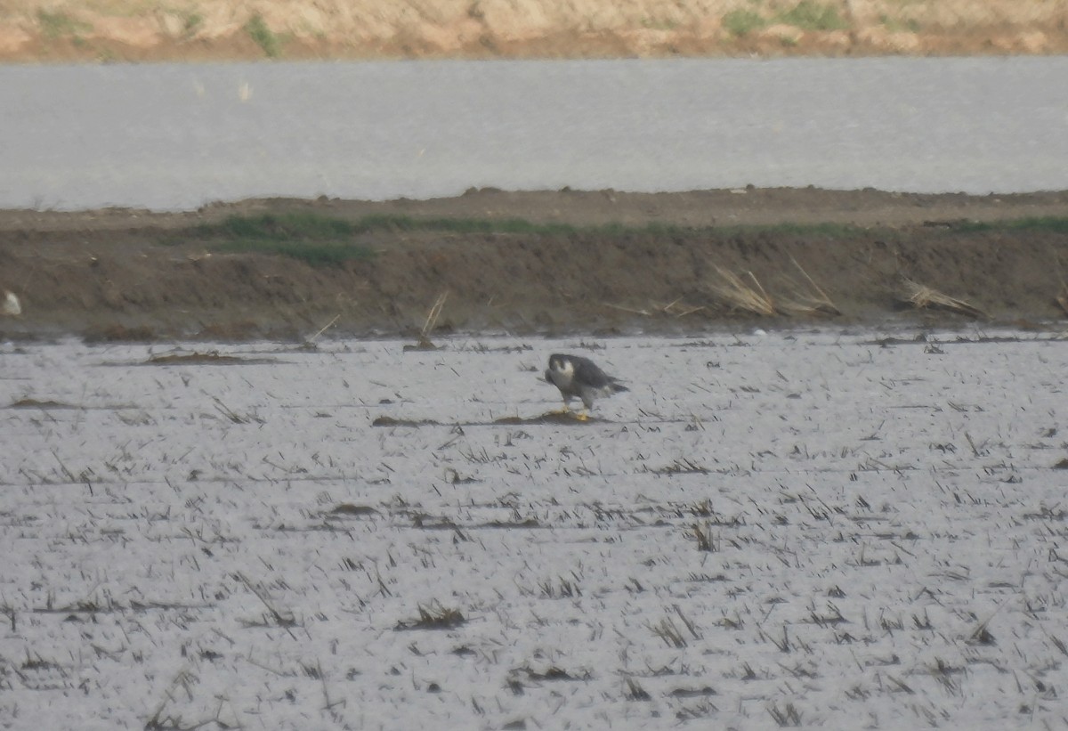 Peregrine Falcon (Eurasian) - ML504926971