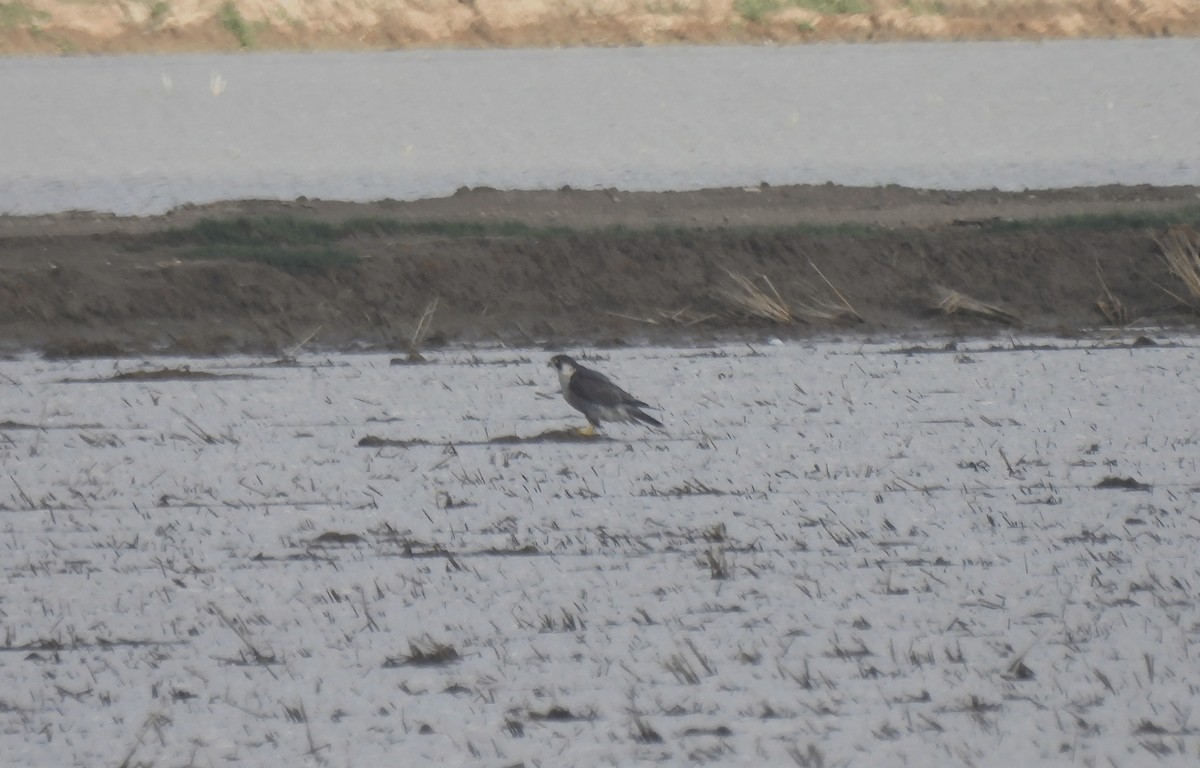 Peregrine Falcon (Eurasian) - ML504926981