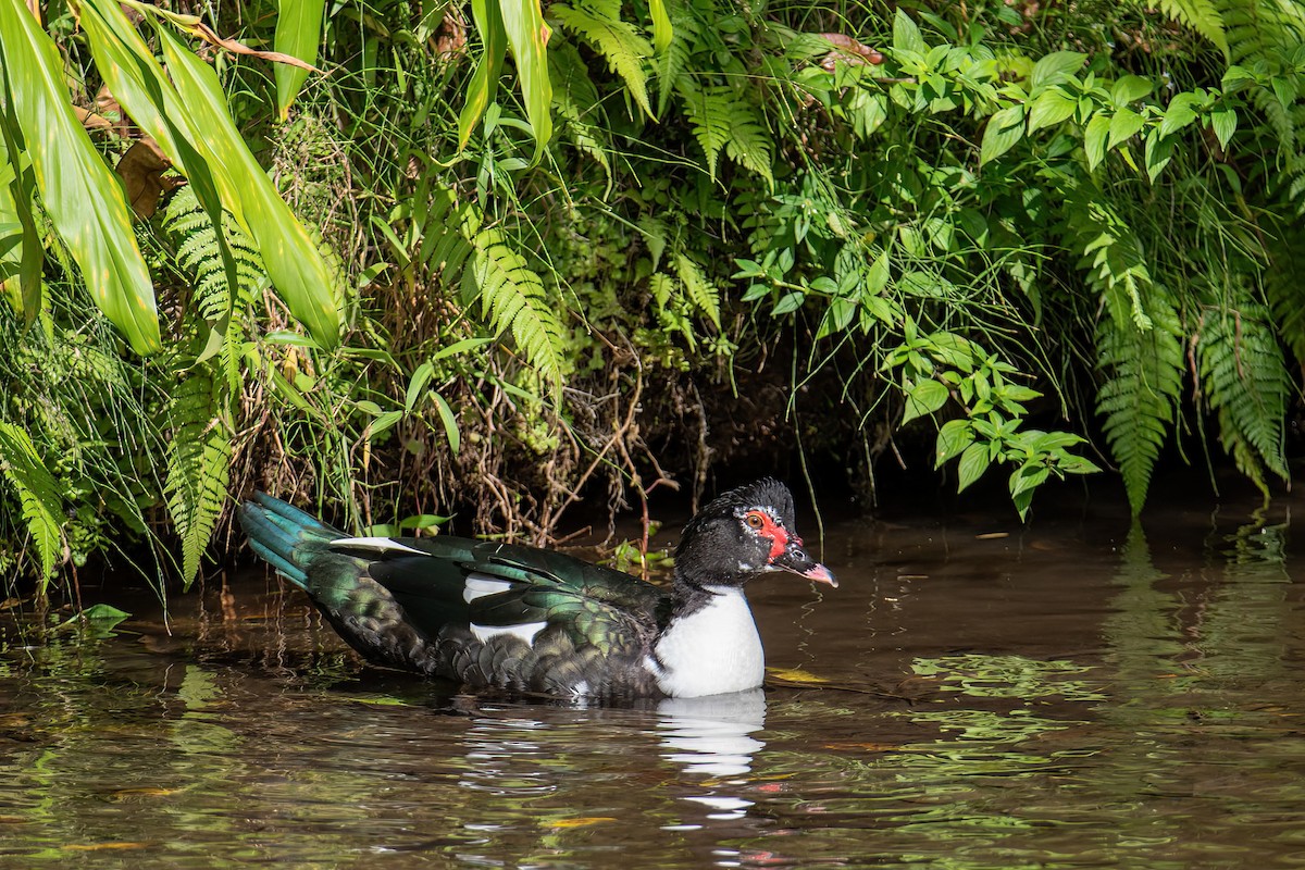 Muscovy Duck - ML504929071