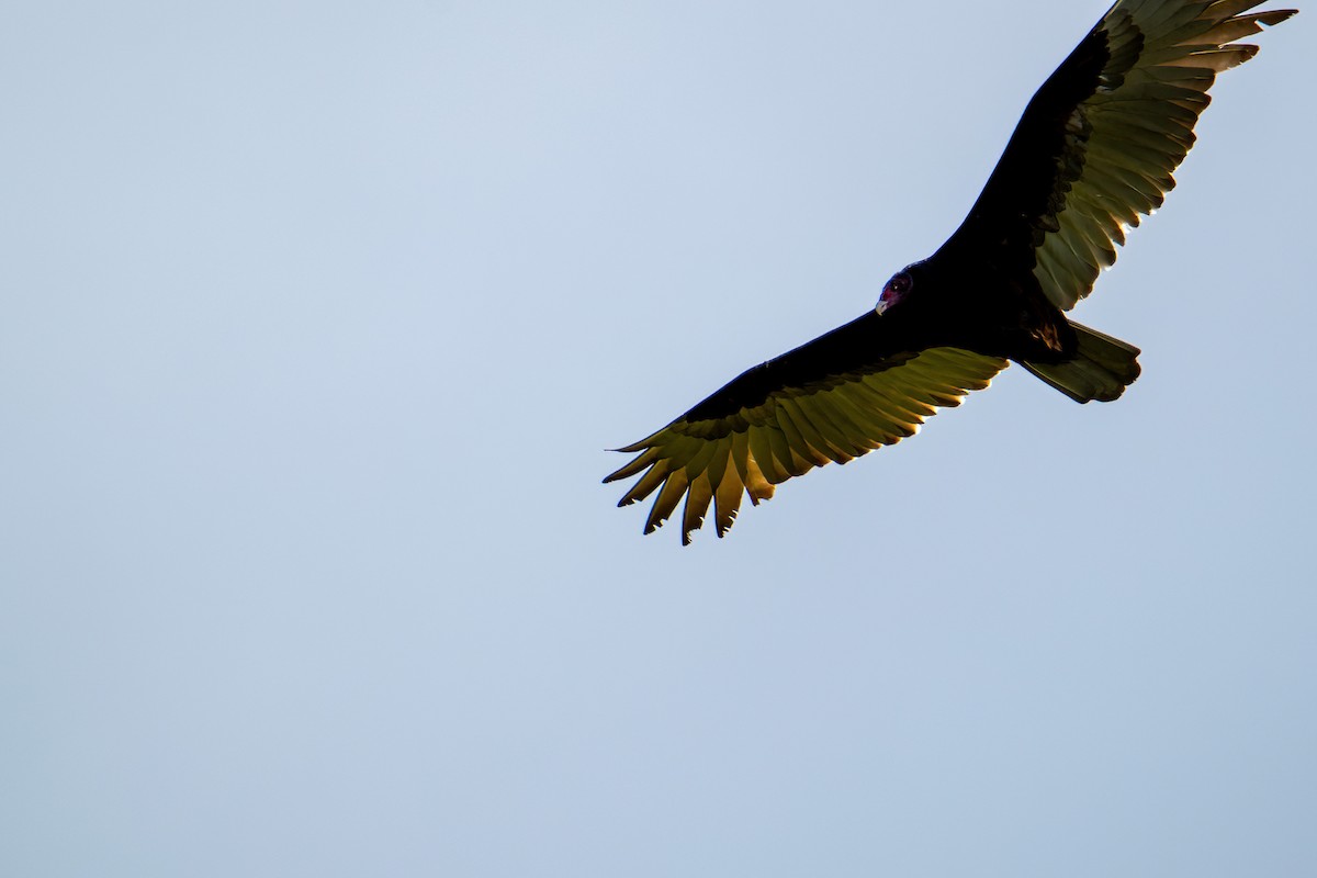 Turkey Vulture - ML504929091