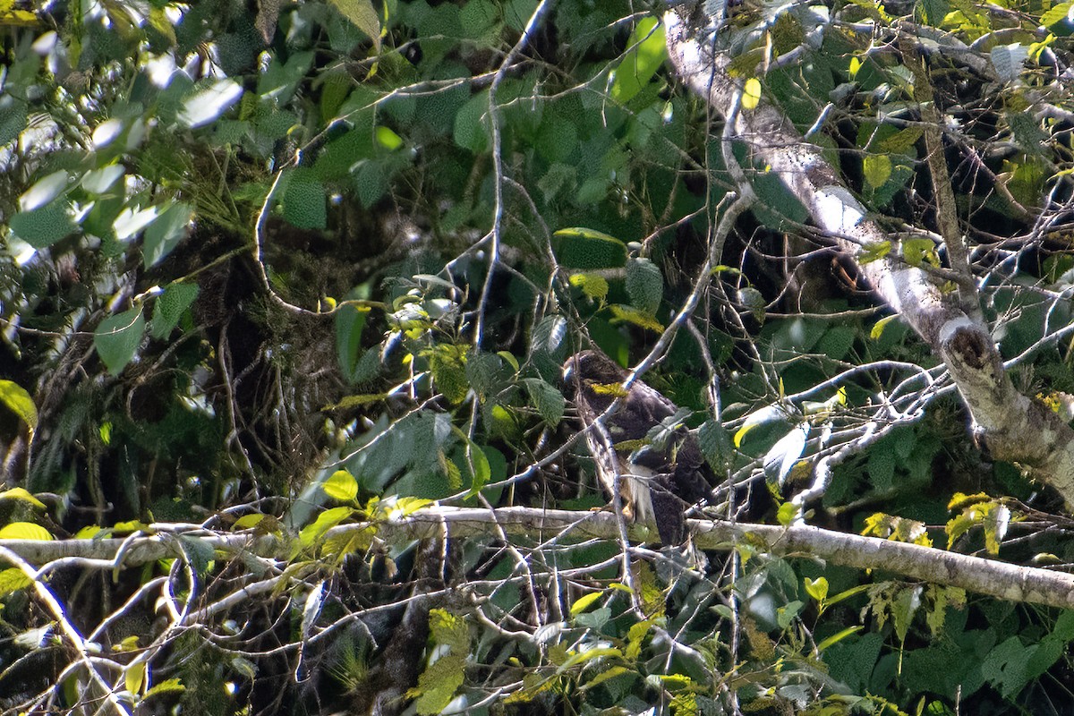 Broad-winged Hawk - ML504929101