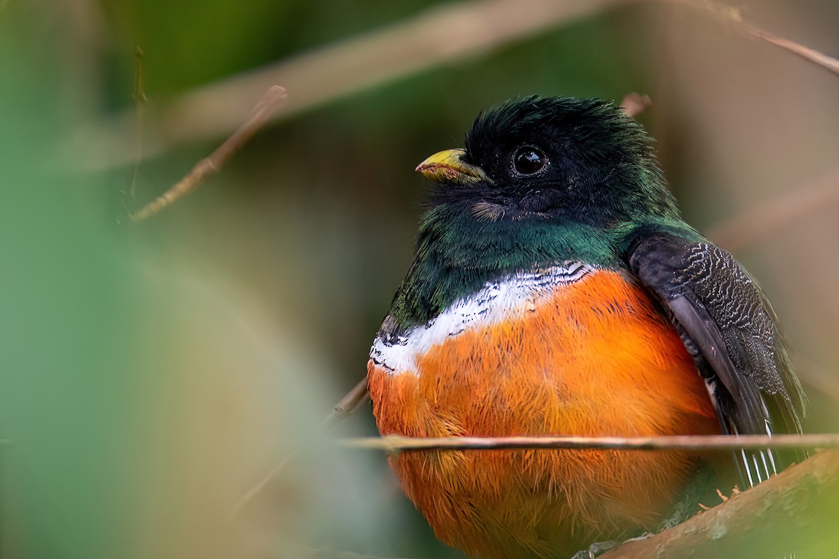 Collared Trogon (Orange-bellied) - ML504929121