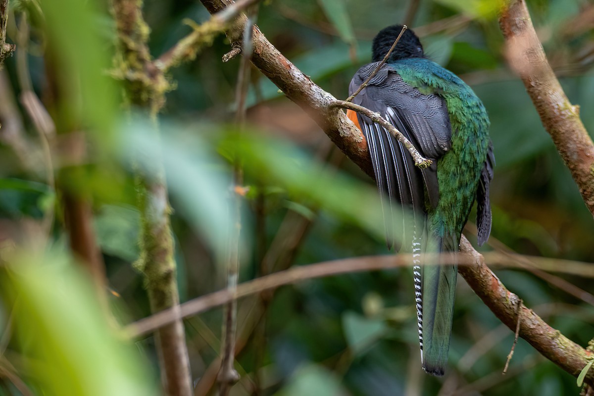 Collared Trogon (Orange-bellied) - ML504929131