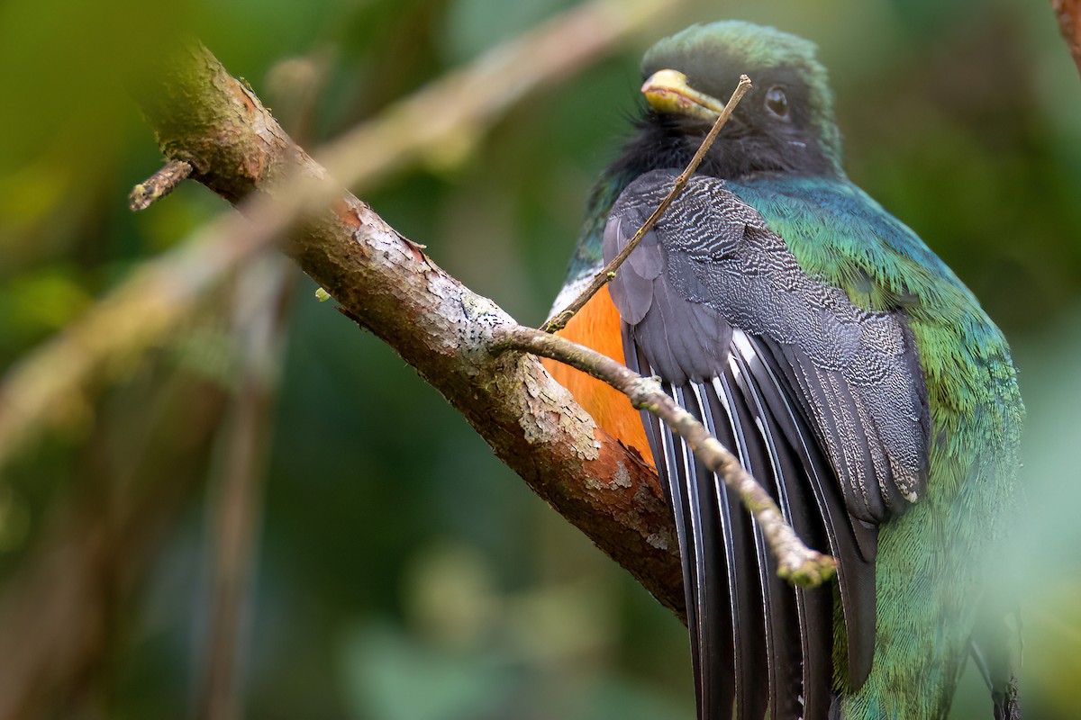 Collared Trogon (Orange-bellied) - ML504929141