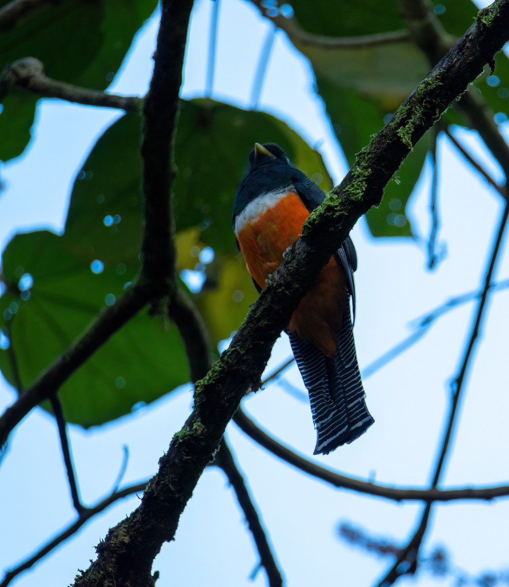 Collared Trogon (Orange-bellied) - ML504929151