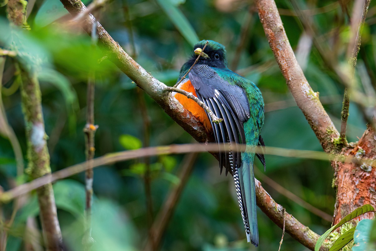 Collared Trogon (Orange-bellied) - ML504929161