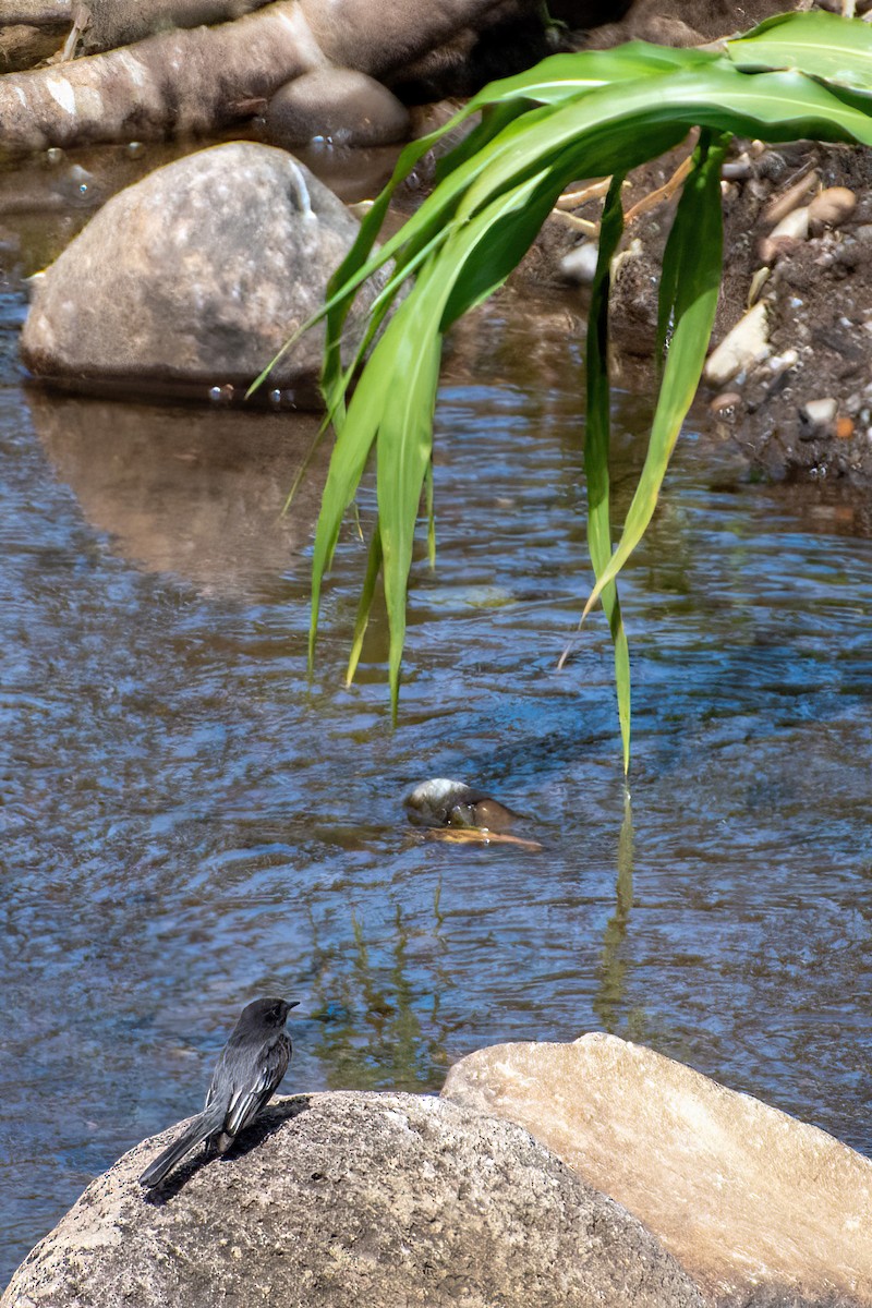 Black Phoebe - ML504929181