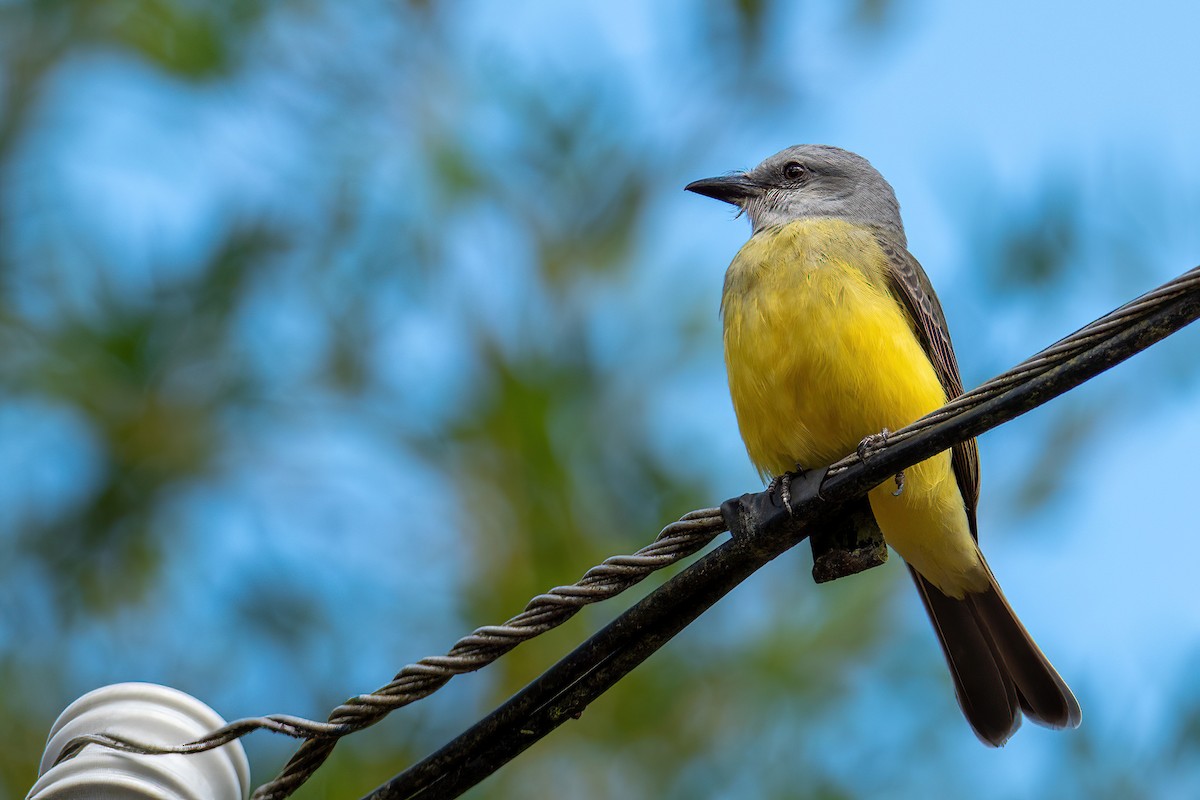 Tropical Kingbird - ML504929221