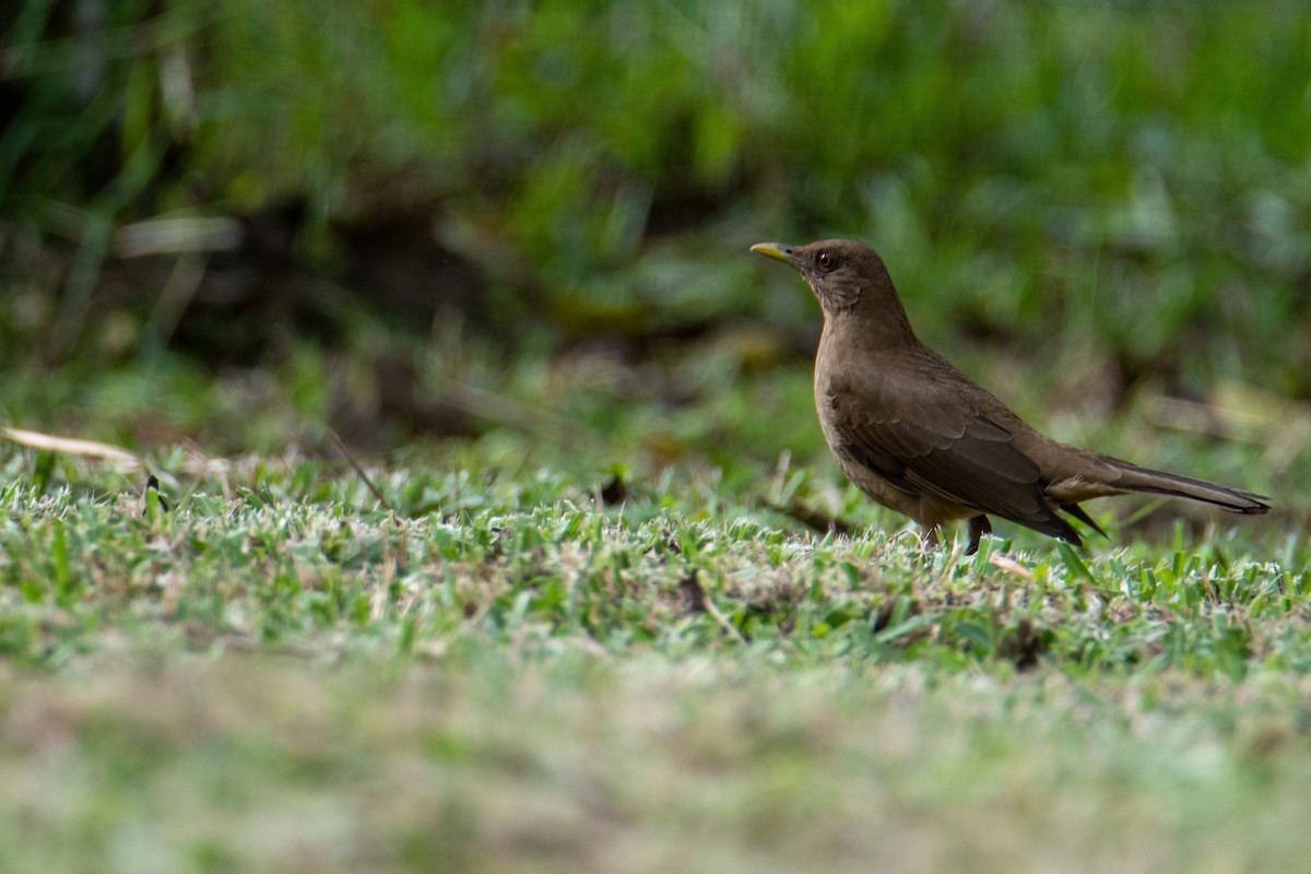 Clay-colored Thrush - ML504929251
